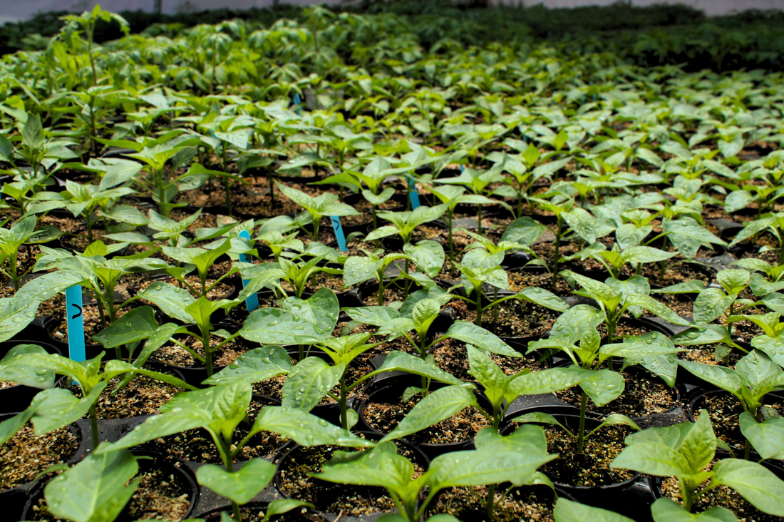 Projet maraîcher des Campagnards : la plasticulture pour éviter les produits chimiques