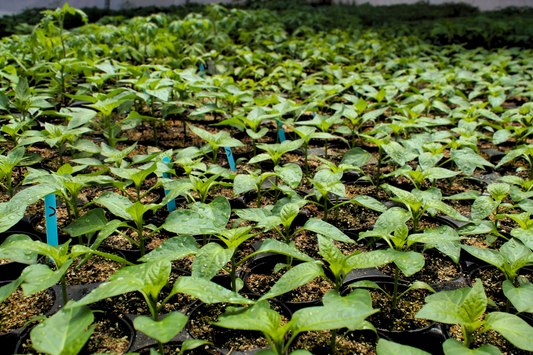 Projet maraîcher des Campagnards : la plasticulture pour éviter les produits chimiques