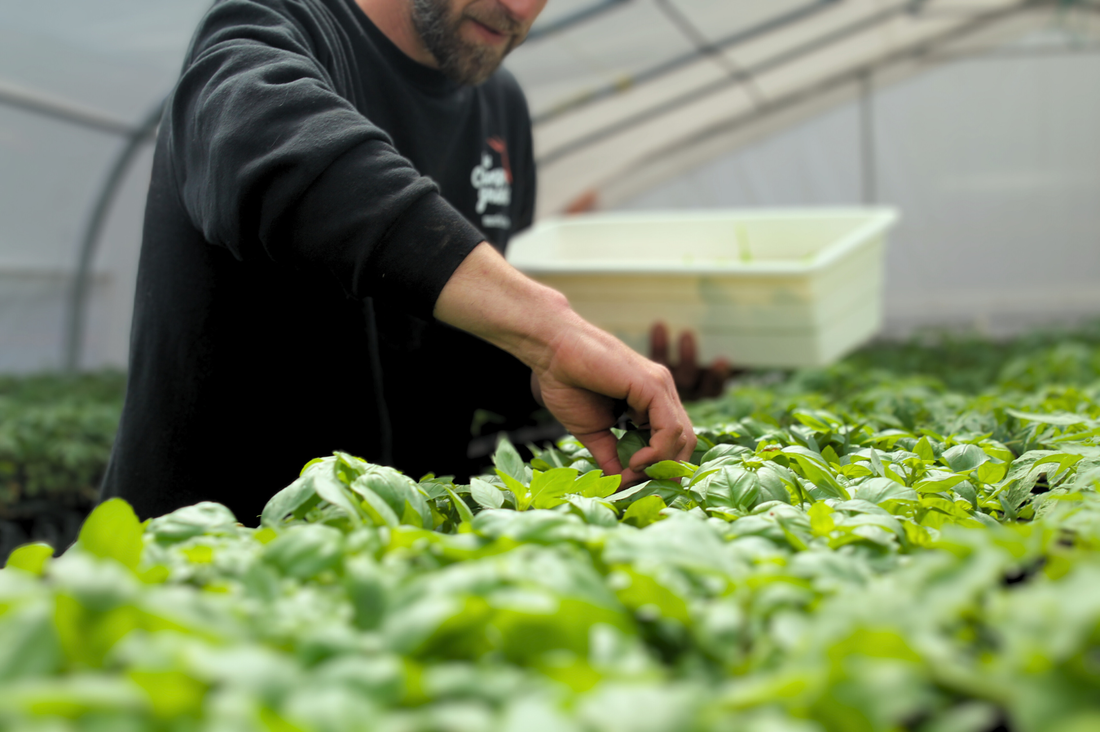 Un nouveau chapitre pour les Campagnards : un volet maraîcher